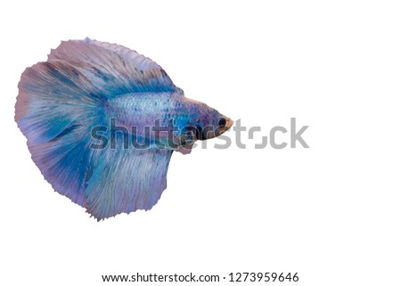 Siamese fighting fish Blue color