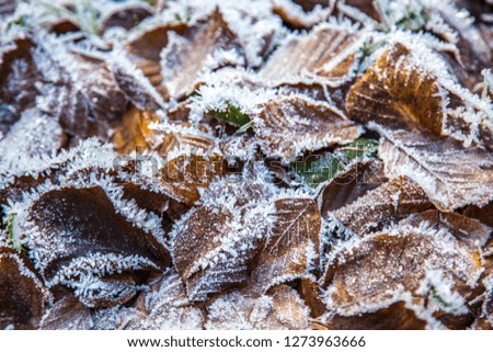 Leaves frozen and grouped in the cold winter of the Basque country