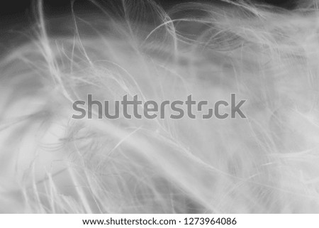 bird hair in macro view, the light on fiber abstract background