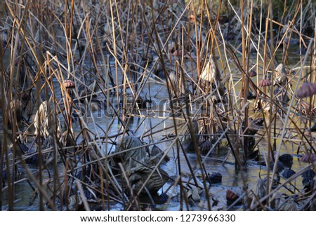 Close up view of a group of dead water lilies in a pond with standing stems. Natural abstract picture of a pattern of brown dry aquatic plants during winter season.  