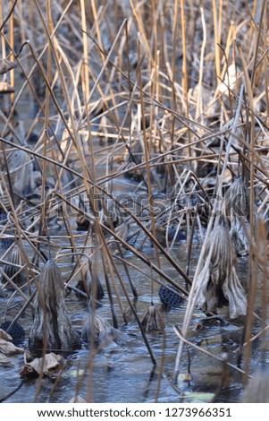 Close up view of a group of dead water lilies in a pond with standing stems. Natural abstract picture of a pattern of brown dry aquatic plants during winter season.  
