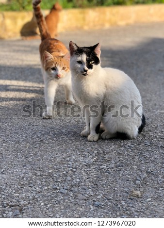 Cute cats posing 