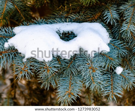 
Close-up of a winter snow-covered branch of a Christmas tree with a soft blurred background