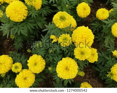 yellow calendula garden 