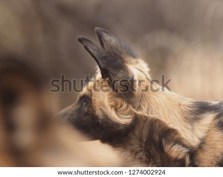 hyena of the desert