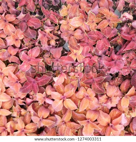 
Pink foliage texture background