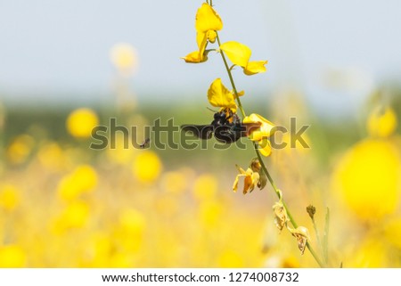 Colorful yellow flowers field in bright sunlight. Sunn hemp flowers are in bloom, bumblebee and bee flying while collecting a pollen of sunn hemp. Natural spring scene. Selective focus.