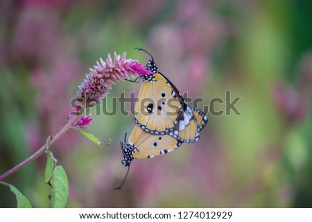 Beautiful Plain Tiger  butterfly sitting on the flower plant with a nice soft background in its natural habitat
