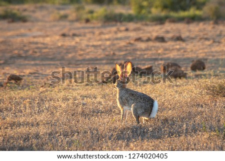 Hare in a South African National Park