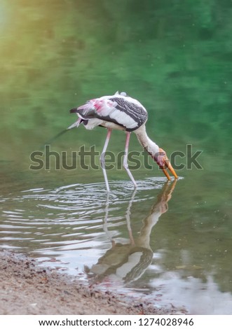 A picture of a marabou stork eating food in the water. 
