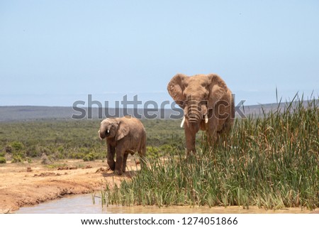 Elephants in a South African National Park