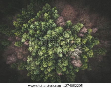 Top down aeriel view of forrest in germany on a bright day in times of season change shot by a drone.