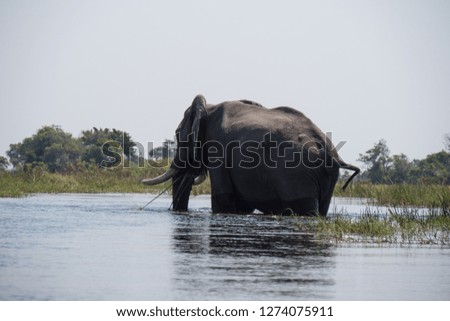 Elephant bathing in the waters of the Okavango Delta, Botswana
