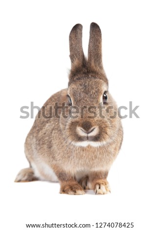 a cute gray rabbit isolated against white background