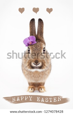 a gray-brown rabbit sitting looking at the camera. Background white greeting card