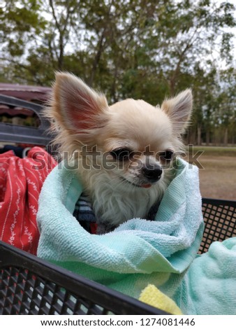 Small chihuahua teacup wrapped in blanket