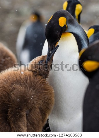 A king penguin rests on a small mound on Salisbury Plain on South Georgia in Antarctica with space for taxt and background feeding young one penguin