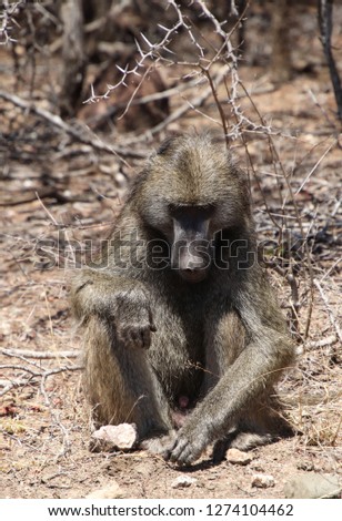 CHACMA BABOON SITTING WITH ROCKS