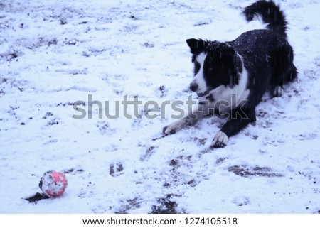 Border collie playing in the snow with pink ball, outdoor games