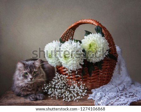 Still life with white chrysanthemums and gray kitty

