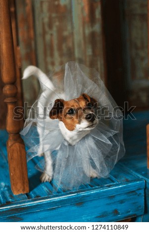 Jack Russell Terrier puppy wearing in a funny circus collar clothes is standing on a blue-brown wooden floor