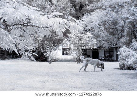 walking white dog on the grass under infrared light snowy garden trees plants