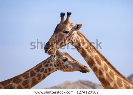 A pair of giraffes close up with a blue sky and mountain background (giraffa).