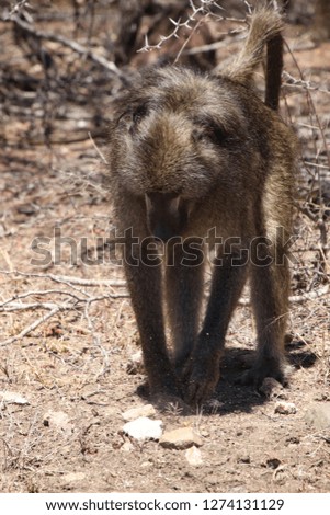 Cape Baboon digging in the Ground 