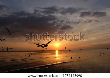 Seagull bird flying on sea at Bang poo, Samutprakan, Thailand.