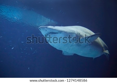 A beautiful big sand tiger shark