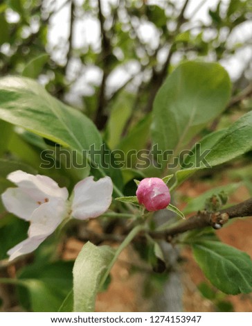 closeup of apple stem with flower and bud