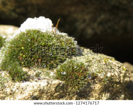 Green moss with water drops in the mountains. Melting snow on the rocks, spring weather