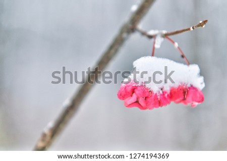 Forest shrub with red fruits in winter with snow.