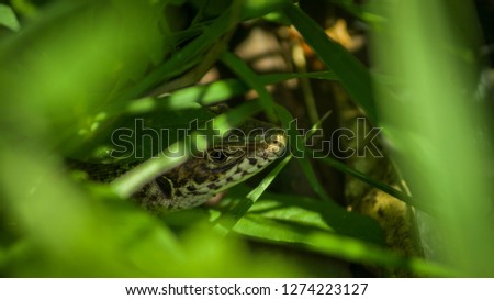 Green lizard (Lacerta viridis) grass frame