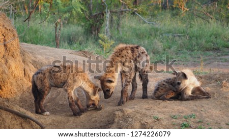 Three spotted hyena cubs resting next to their lair and sharing a bone, South Africa