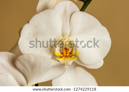 Beautiful white orchid, shot at close range, in its small detail