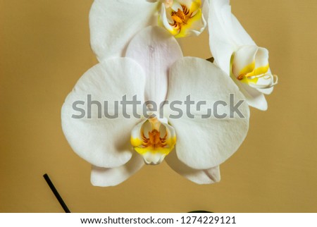 Beautiful bunch of white orchid, shot at close range, in its sma