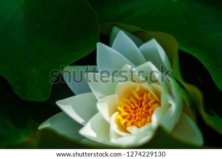 Lotus flower, taken up when it bloomed, among its leaves