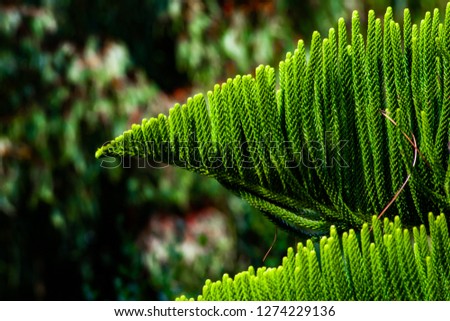 Fir leaves, silhouetted against a background of blurred vegetati