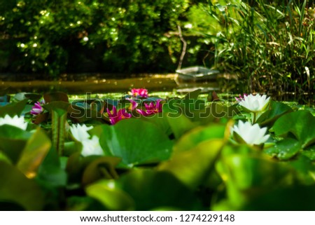 Field of Lotus flowers, lying between the waters of a lake