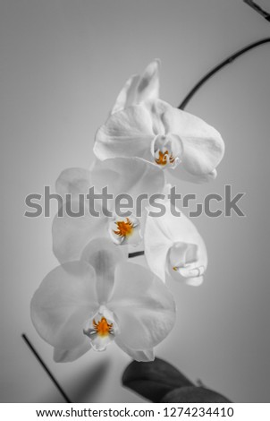 Black and white portrait of a bunch of white orchids, emphasizin