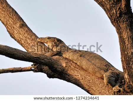 The image of the animal is scientifically named, Varanus salvator, lying on the tree, sunshine in the morning.