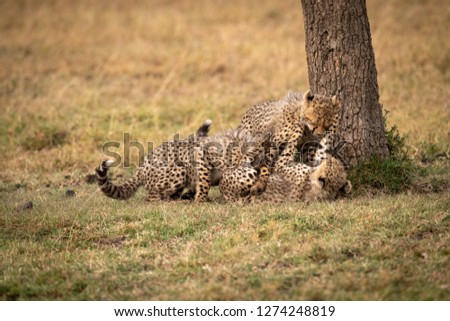 Three cheetah cubs wrestling by tree trunk
