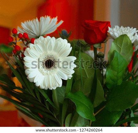    White gerbera and red rose on a red background.

                            