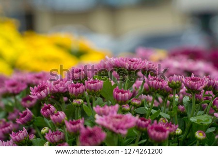 Purple flower,Blur beautiful chrysanthemum flower in the nature garden.