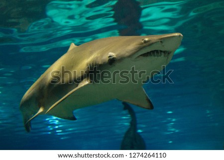 shark in sea