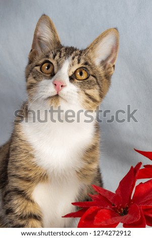 Portrait of a cat with a red flower.