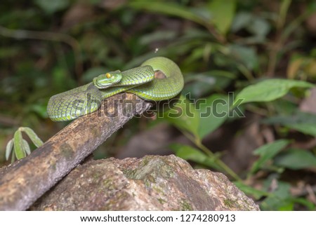 snake green pit viper in forest onThailand