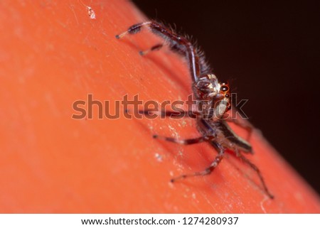 Male Two-striped Jumping Spider