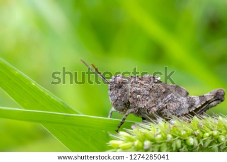 Amazing small green grasshopper on a leaf . Close up. Green background
